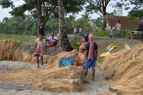 Villagers dehusking paddy